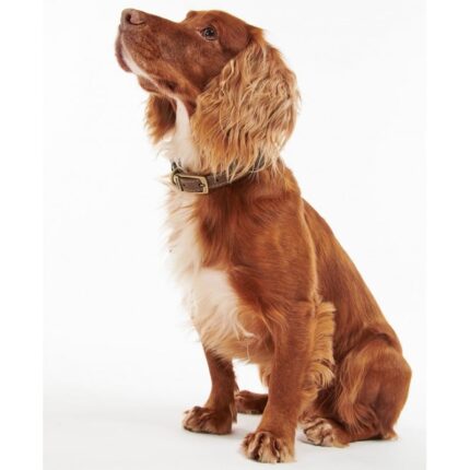 Barbour Leather Dog Collar DAC0002 – Brown – Personalised Gifts for Her - Crep Direct UK