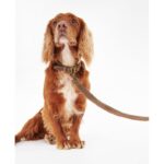 Barbour Leather Dog Lead DAC0004 – Brown – Personalised Gifts for Her - Crep Direct UK